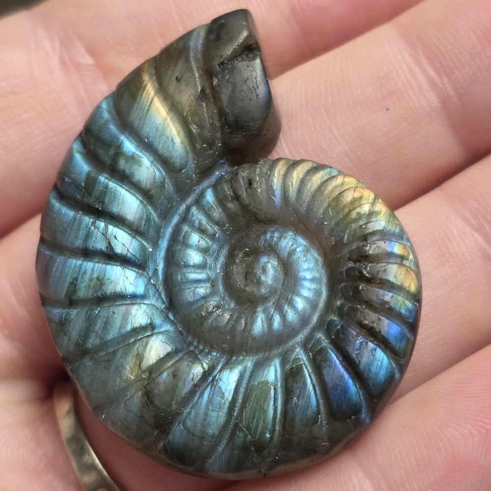 🌌✨ Mystical Labradorite Ammonite Shell – Exact Piece Shown ✨🌌